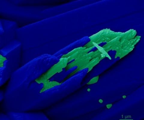 A high-power microscopic image of the skeleton from Turbinaria peltata. Credit: Pupa Gilbert