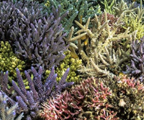 healthy and intact coral reef