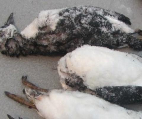 Dead common murres were found on the beach in Cochrane Bay, Prince William Sound on Jan 10, 2016. These birds were part of the large die-off of common murres across the Gulf of Alaska in 2015-2016. (Photo: Sarah Schoen/USGS Alaska Science Center)