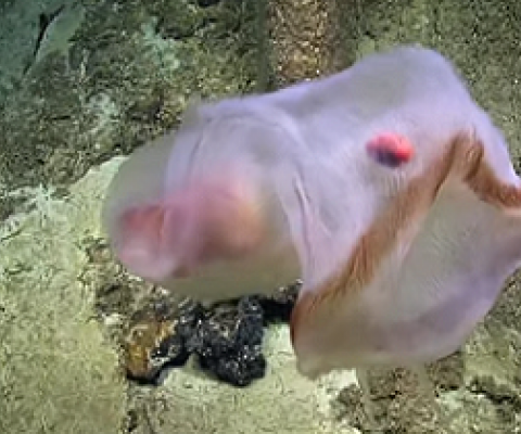 Deepstaria Jellyfish, US Marine National Monument of the Remote Pacific Islands