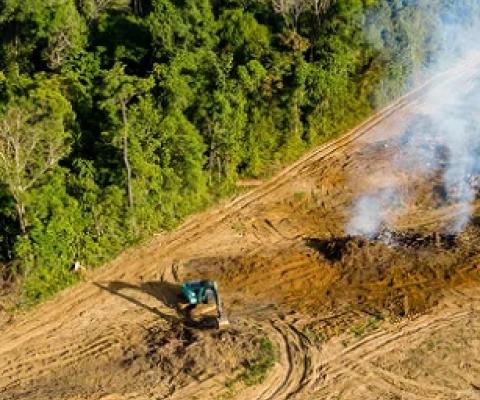 Cutting down trees reduces biodiversity and makes climate change worse. Credit - Shutterstock