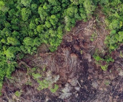 Deforestation in Borneo. Photo credit: Rhett A. Butler