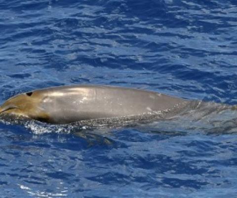 A Blainsville's beaked whale, photographed in Guam, a US territory in Pacific. CREDIT:ADAM U/NOAA