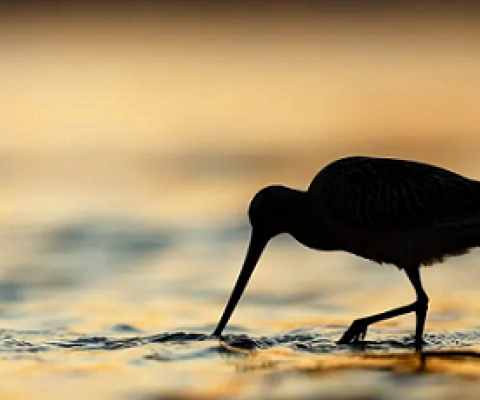 Shorebirds ‘show us a barometer of global health’. Photograph: Mario Suarez Porras/2018 Bird Photographer of the Year