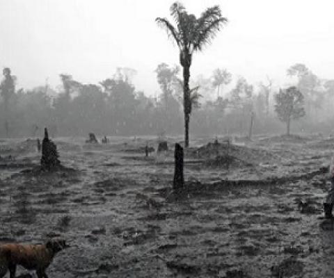 A farmer and his dog in a burnt region of the Amazon rainforest in Rondônia state, Brazil. Photograph: Carl de Souza/AFP/Getty