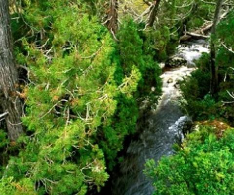 Pencil pines in Tasmania. Researchers say 19 of the 20 ecosystems they examined are experiencing potentially irreversible changes, including species loss. Photograph: Auscape/UIG via Getty Images