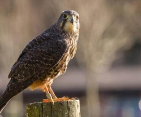 New Zealand falcons are making a comeback following years of persecution for killing chickens and domestic pigeons. Credit - NZ Department of Conservation