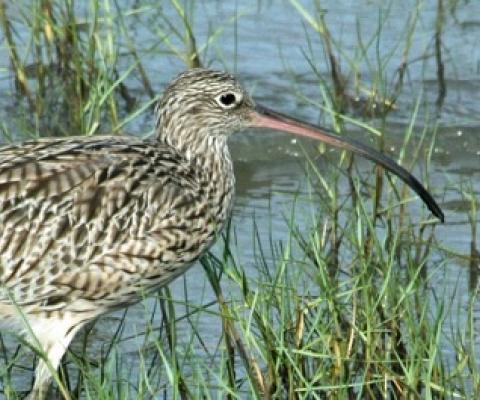 A far eastern curlew. Image by Michelle Ward.