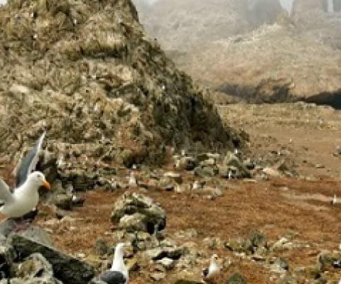 Gulls nest near the North Landing area of the Farallon Islands national refuge. Photograph: Ben Margot/AP