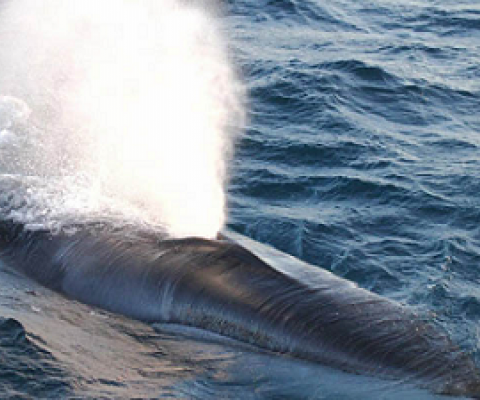 Fin whales are the second largest species of whale, sleek and streamlined. Photo Credit: North Pacific fin whale, NOAA Fisheries/Paula Olson.