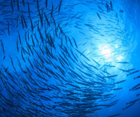 marine protected area