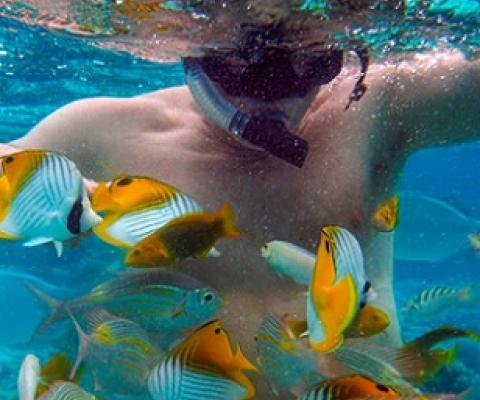 At many snorkeling and diving sites around the world, including in the Cook Islands, tour operators bait the waters with bread to attract fish. Photo by Sergi Reboredo / Alamy Stock Photo