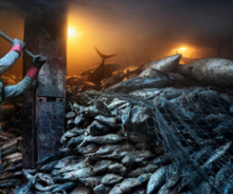 A worker uses a mallet to dislodge frozen tuna aboard a Chinese cargo vessel. Photo - Adam Dean, Nat Geo Image collection