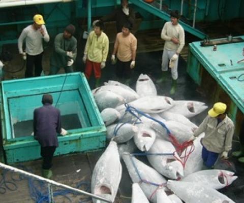 NGO recommends WCPFC consider fishery observer safety measures. Source -https://www.seafoodsource.com/ 