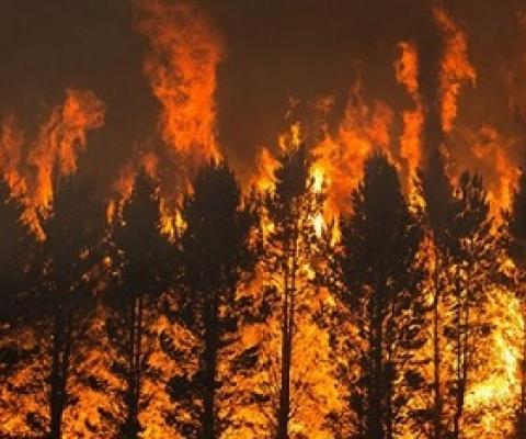 The Dunn’s Road fire burns pine trees near Maragle, New South Wales, on 10 January. Credit: Matthew Abbott/New York Times/Redux/eyevine