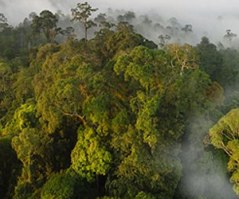 forest protected area