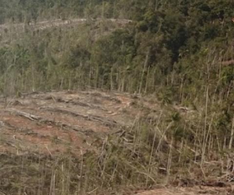 Land clearing by Digoel Agri. Image courtesy of Pusaka.