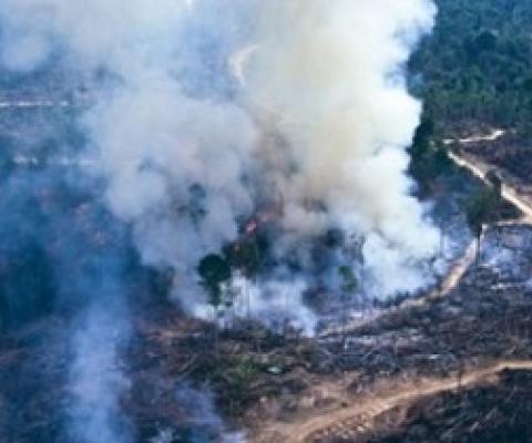 Forest clearing in Asia has contributed significantly to carbon emissions over the past decade. Credit - GETTY IMAGES