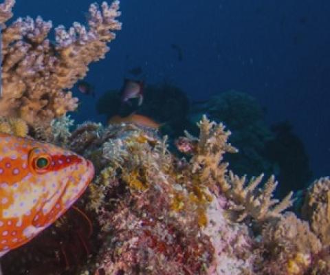 Fish and coral reefs. Source - https://www.icriforum.org/