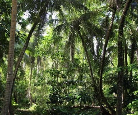 Forest, Ritidian Point, Guam. Source - www.flickr.com