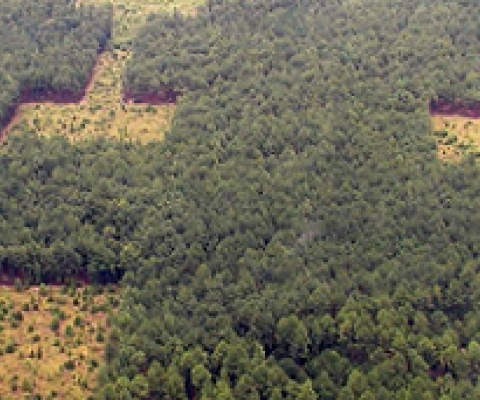 Scientists studying plant species in the Savannah River Site discovered that habitat corridors improve biodiversity and reduce extinction rates. Photo credit - Brad Herring