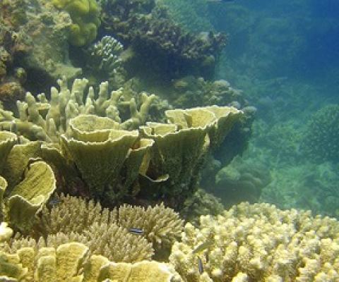 A healthy coral reef community on Heron Island in the Great Barrier Reef. Photo Credit: Ove Hoegh-Guldberg at Oregon State University on Wikimedia Commons.