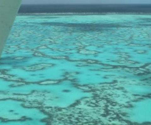 Australian scientists have bred a heat-resistant coral which could help preserve our iconic reefs