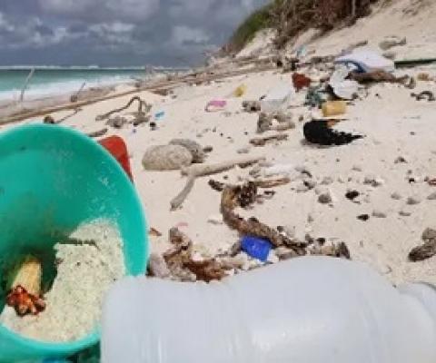 Hermit crabs trapped in plastic containers. The species is an important part of tropical environments. Photograph: NHM