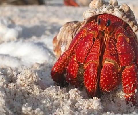 Microplastics disrupt hermit crabs' ability to choose shell, study suggests