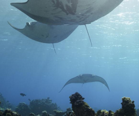 Stunning manta rays, Pacific Remote Islands Marine National Monument. credit - Ian Shive