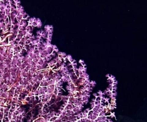 A white branched octocoral with purple polyps and brittle stars. Universal History Archive/Universal Images Group/Getty Images