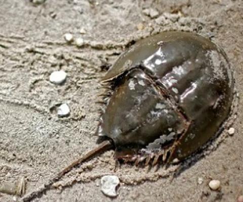 The blue blood of horseshoe crabs is sensitive to toxic bacteria and is widely used to detect impurities in vaccines, including those for Covid-19. Photograph: Mike Segar/Reuters