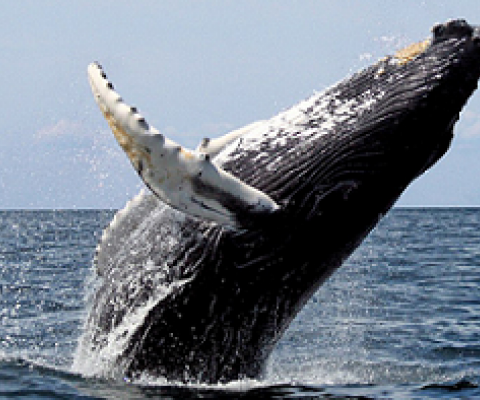 Humpback whale breaching. Photo credit -  Whit Welles