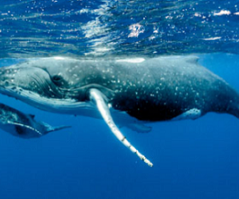 Humpback whale and its calf. Photo: imf.org