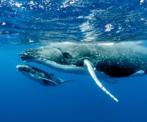 NOAA Fisheries designates habitat areas in Pacific for humpbacks. Credit - https://www.seafoodsource.com/