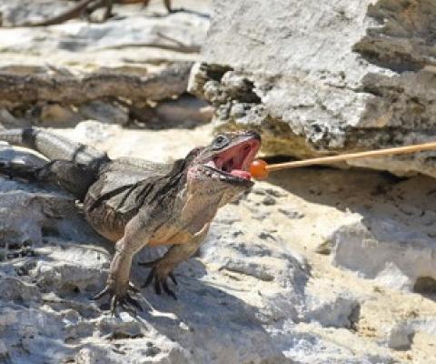 A tourist feeds a grape to a rock iguana in the Bahamas. Researchers are studying whether the absence of tourists because of the pandemic is affecting iguana health. SPENCER B. HUDSON