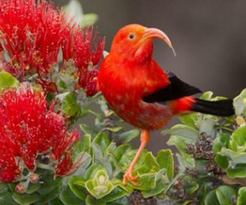 With its curved bill and spectacular plumage, the iiwi is a species of Hawaiian honeycreeper endemic to the islands. Credit - Jack Jeffrey Photography 