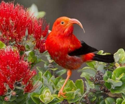  the iiwi is a species of Hawaiian honeycreeper endemic to the islands. Credit - Jack Jeffrey Photography 