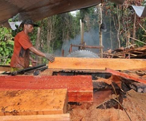 Illegal logging sawmill in Borneo in 2015. REDD+ is intended to help to monitor and stop illegal logging of tropical forests. Photo by Rhett Butler