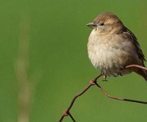 The more inbred the birds are, the shorter lives they live. It also decreases offspring. Credit: Henrik Jensen, NTNU