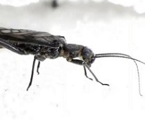 An adult female western glacier stonefly from the Grinnell glacier in Glacier national park, Montana, US. It is endangered because climate change is melting the glaciers. Photograph: Joe Giersch/AP