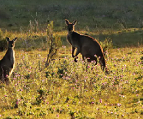 Grazing from kangaroos affects vulnerable native species. Tom Hunt, Author provided