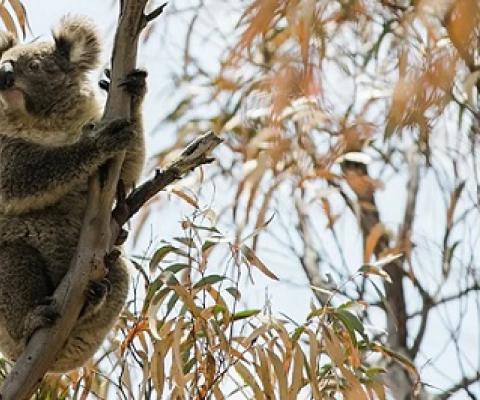  Logging is continuing in NSW forest north-west of Coffs Harbour in bushland that is proposed for the Great Koala national park. Photograph: International Fund For Animal Welfare