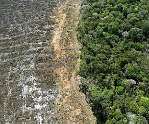 Tropical deforestation has occurred for the production of beef, sugar cane and soybean in the Brazilian Amazon, oil palm in Southeast Asia, and cocoa in Nigeria and Cameroon. Credit - www.phys.org 