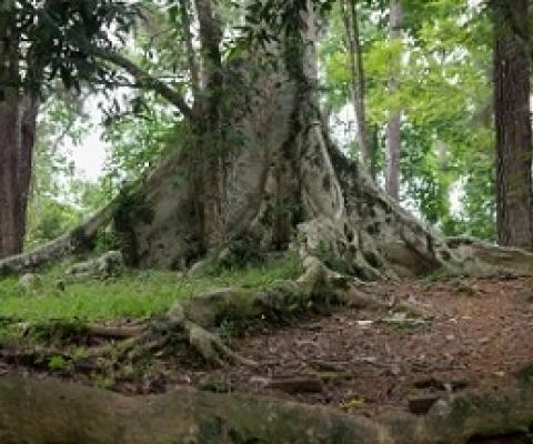 What Ancient Teeth Can Reveal About the Past Lives of Forests