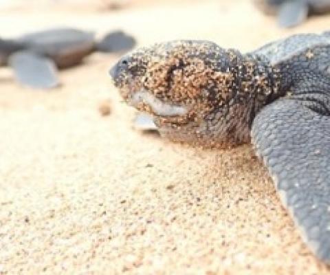 Numbers are declining due to accidental fishing and egg collecting. Credit - FUNDAOPRNCIPE_FFI