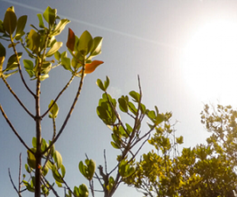Young mangrove trees. Credit: Mwangi Kirubi/TNC/FFI