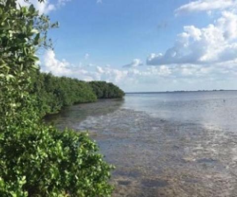 Mangroves in Tampa, Florida. Credit: Kerrylee Rogers/University of Wollongong