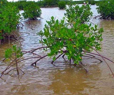 mangroves, Tikina Wai, Fiji. Credit - V. Jungblut
