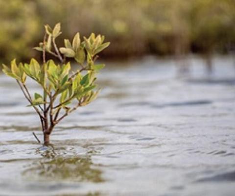 Mangroves can create alkaline conditions that enhance the ocean's capacity to store atmospheric carbon dioxide. Credit: Morgan Bennett Smith